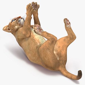 3D Puma Cub Playing Animated Rigged