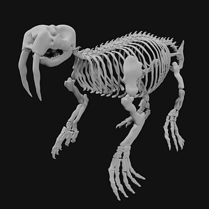 Walrus Skeleton 3D model