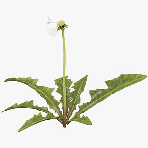 dandelion old 3D