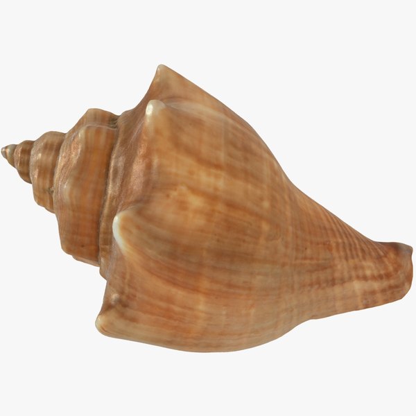 sea shell seashell 3D model