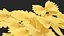 Farfalle
