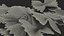 Farfalle
