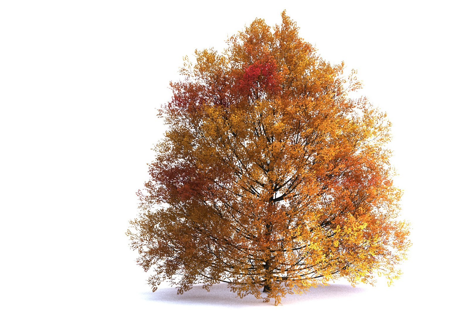 3D модель мапельное дерево - TurboSquid 1732280