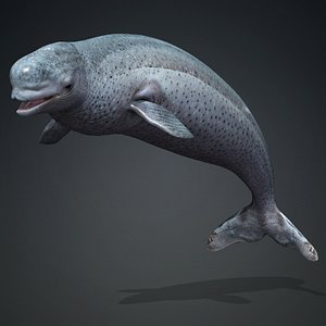 3D model Beluga