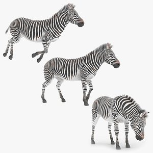 Zebra Wildlife Animal Animated Fur Rigged For Blender Collection