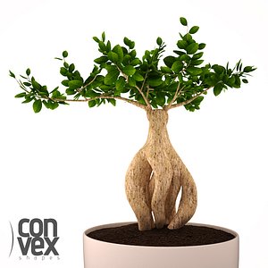 Potted Plants 01