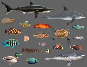 Low poly Fish Collection Animated - Game Ready Pack 2