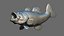 Striking Largemouth Bass