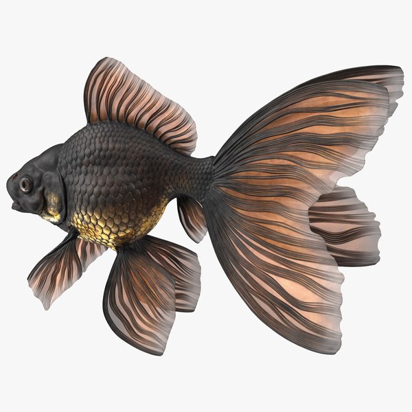 Black Moor Goldfish Rigged for Modo 3D