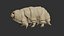 3D Rigged Tardigrade water bear