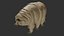 3D Rigged Tardigrade water bear