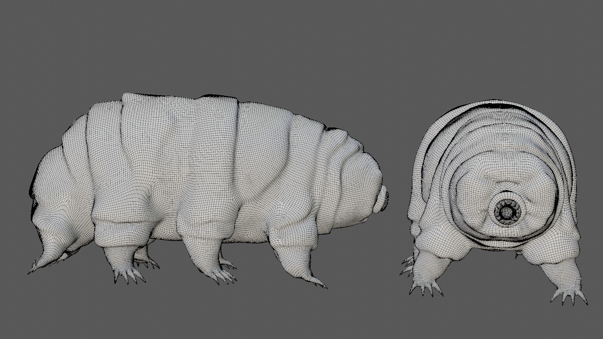 3D Rigged Tardigrade water bear https://p.turbosquid.com/ts-thumb/w8/7IFTZ4/j1/19/jpg/1629983981/1920x1080/fit_q87/0dd8313bf7fe0c11b07a9ef51e055cf05589679f/19.jpg