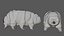 3D Rigged Tardigrade water bear