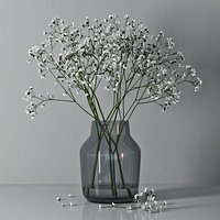 Gypsophila