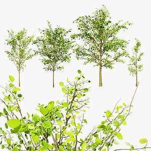 Cercidiphyllum Japonicum 3D Model