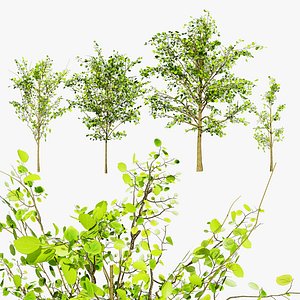 Cercidiphyllum Japonicum 3D Model