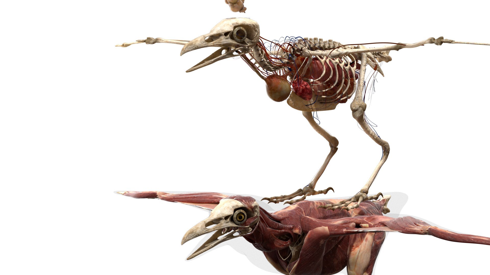 3D Crow Fur Anatomy 3D - TurboSquid 2452602