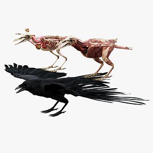 3D Crow Fur Anatomy 3D