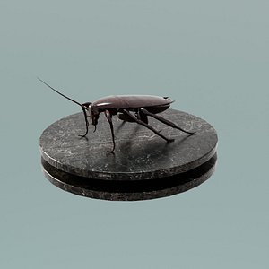 3D model House Decoration Cockroach Statue