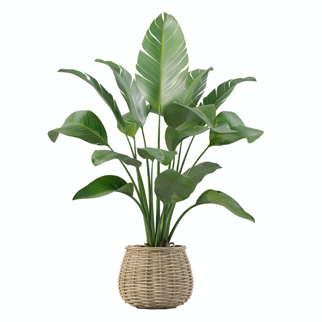 3D model 20 Photorealistic Flowers for Interiors - set 202 206 210 218 https://p.turbosquid.com/ts-thumb/w8/aBVGu4/QQ/3/jpg/1717484886/1920x1080/fit_q87/6c5b3dbca9d2e18f0a2c0a79a9bff13b680e27e6/3.jpg