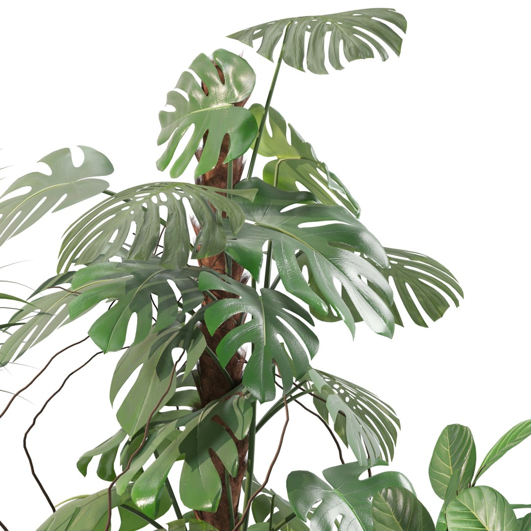 3D model 20 Photorealistic Flowers for Interiors - set 202 206 210 218 https://p.turbosquid.com/ts-thumb/w8/aBVGu4/t3/2/jpg/1717413128/1920x1080/fit_q87/c3edbd93461dd9b7730731fb667967940e906d03/2.jpg