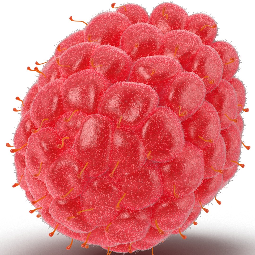 3dsmax raspberry 5 fur https://p.turbosquid.com/ts-thumb/w8/mV2Jut/2FRraPGH/raspberry3dmodel5withfur13/jpg/1426690897/1920x1080/fit_q87/939856d87901de54a16424eea41e435ff078cdd2/raspberry3dmodel5withfur13.jpg