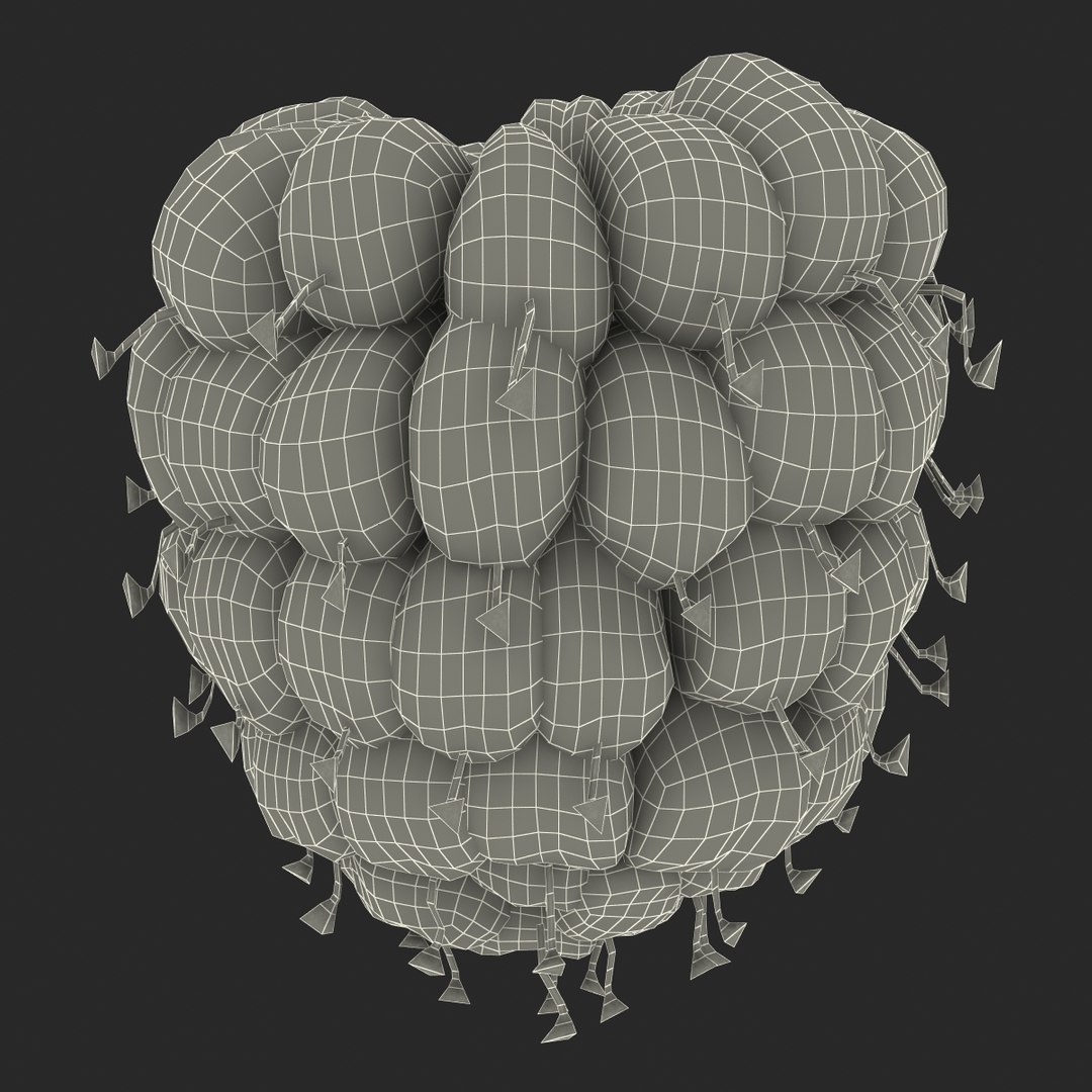 3dsmax raspberry 5 fur https://p.turbosquid.com/ts-thumb/w8/mV2Jut/7ksBWCQ5/raspberry3dmodel5withfur22/jpg/1426690898/1920x1080/fit_q87/51d3f2966ed45899248e4e26d16d5eb26688a0cc/raspberry3dmodel5withfur22.jpg