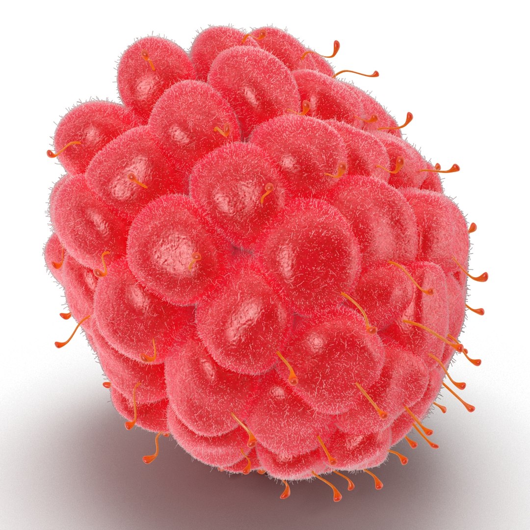 3dsmax raspberry 5 fur https://p.turbosquid.com/ts-thumb/w8/mV2Jut/8orsfLem/raspberry3dmodel5withfur08/jpg/1426690896/1920x1080/fit_q87/823c03d91c91fb876f2c533111efe5c7f93f0b08/raspberry3dmodel5withfur08.jpg