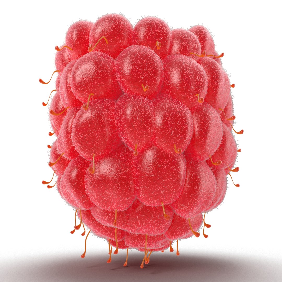 3dsmax raspberry 5 fur https://p.turbosquid.com/ts-thumb/w8/mV2Jut/KAHpmxZs/raspberry3dmodel5withfur06/jpg/1426690896/1920x1080/fit_q87/61470b8feab2e5090a7c7296e035f6f221f798f1/raspberry3dmodel5withfur06.jpg