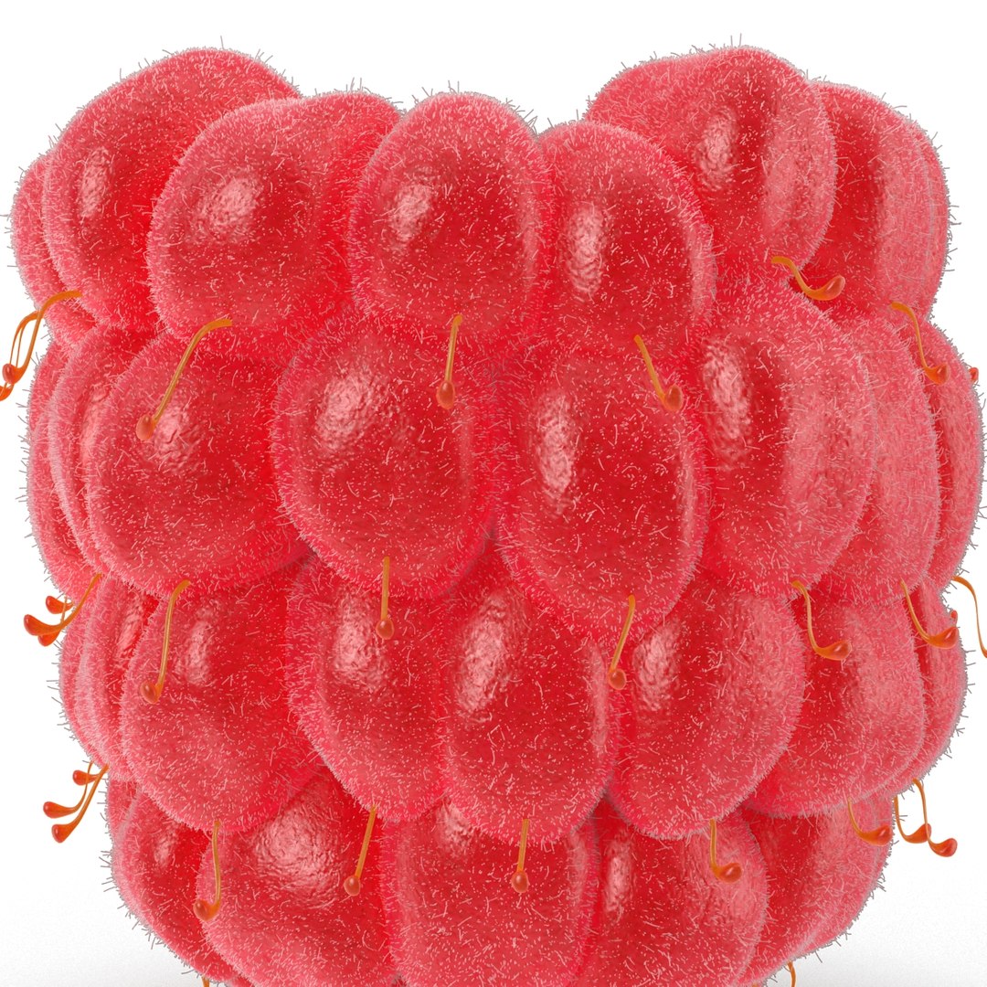 3dsmax raspberry 5 fur https://p.turbosquid.com/ts-thumb/w8/mV2Jut/OnCoOVjo/raspberry3dmodel5withfur15/jpg/1426690897/1920x1080/fit_q87/ee0a6b233a9575d03204daf61a0a7250414bf5e3/raspberry3dmodel5withfur15.jpg