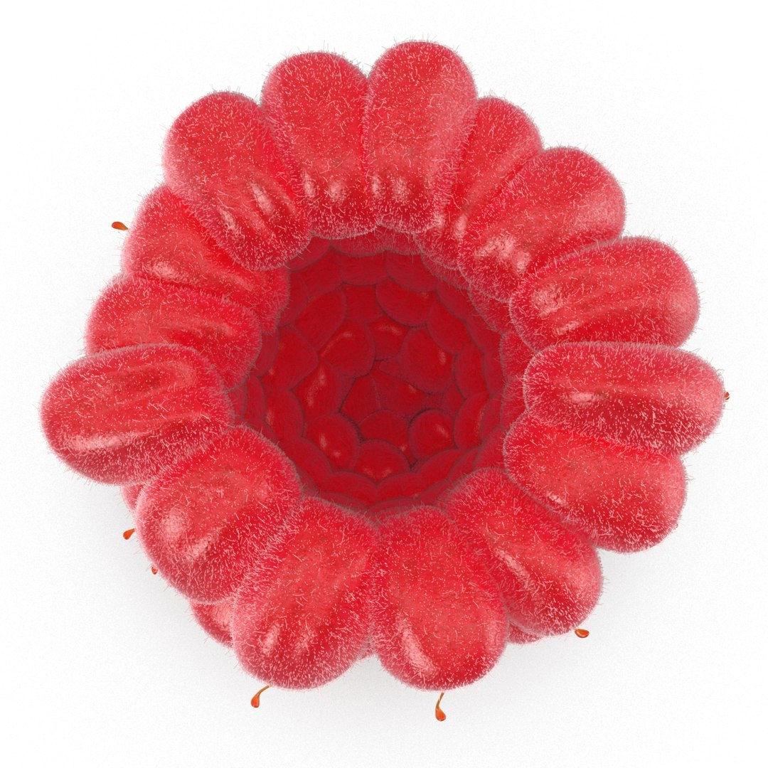 3dsmax raspberry 5 fur https://p.turbosquid.com/ts-thumb/w8/mV2Jut/POqPaojf/raspberry3dmodel5withfur07/jpg/1426690896/1920x1080/fit_q87/6658a1f8848ee62744cc26f28ad69d34c7cbcfd2/raspberry3dmodel5withfur07.jpg