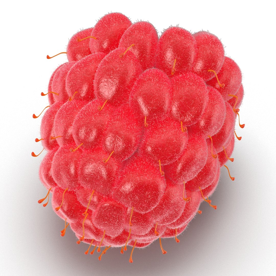 3dsmax raspberry 5 fur https://p.turbosquid.com/ts-thumb/w8/mV2Jut/Q2dqdSDL/raspberry3dmodel5withfur11/jpg/1426690897/1920x1080/fit_q87/6803ffe674a96a95f0180340b989fa157dfc9a14/raspberry3dmodel5withfur11.jpg