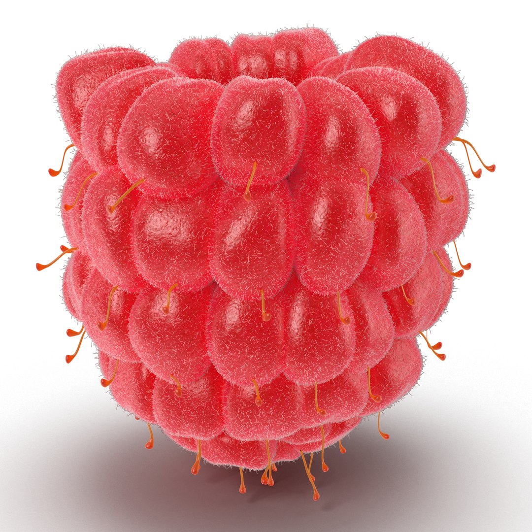 Ripe Raspberry 2 with Fur 3D model preview