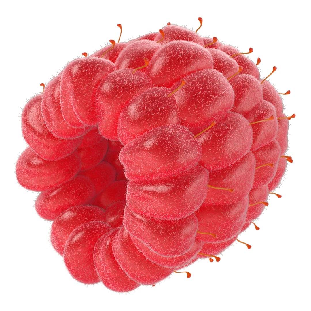 3dsmax raspberry 5 fur https://p.turbosquid.com/ts-thumb/w8/mV2Jut/WMueGGYh/raspberry3dmodel5withfur12/jpg/1426690897/1920x1080/fit_q87/af3015a652c7aa7da3d5e4cea58ee3124fdfa28b/raspberry3dmodel5withfur12.jpg
