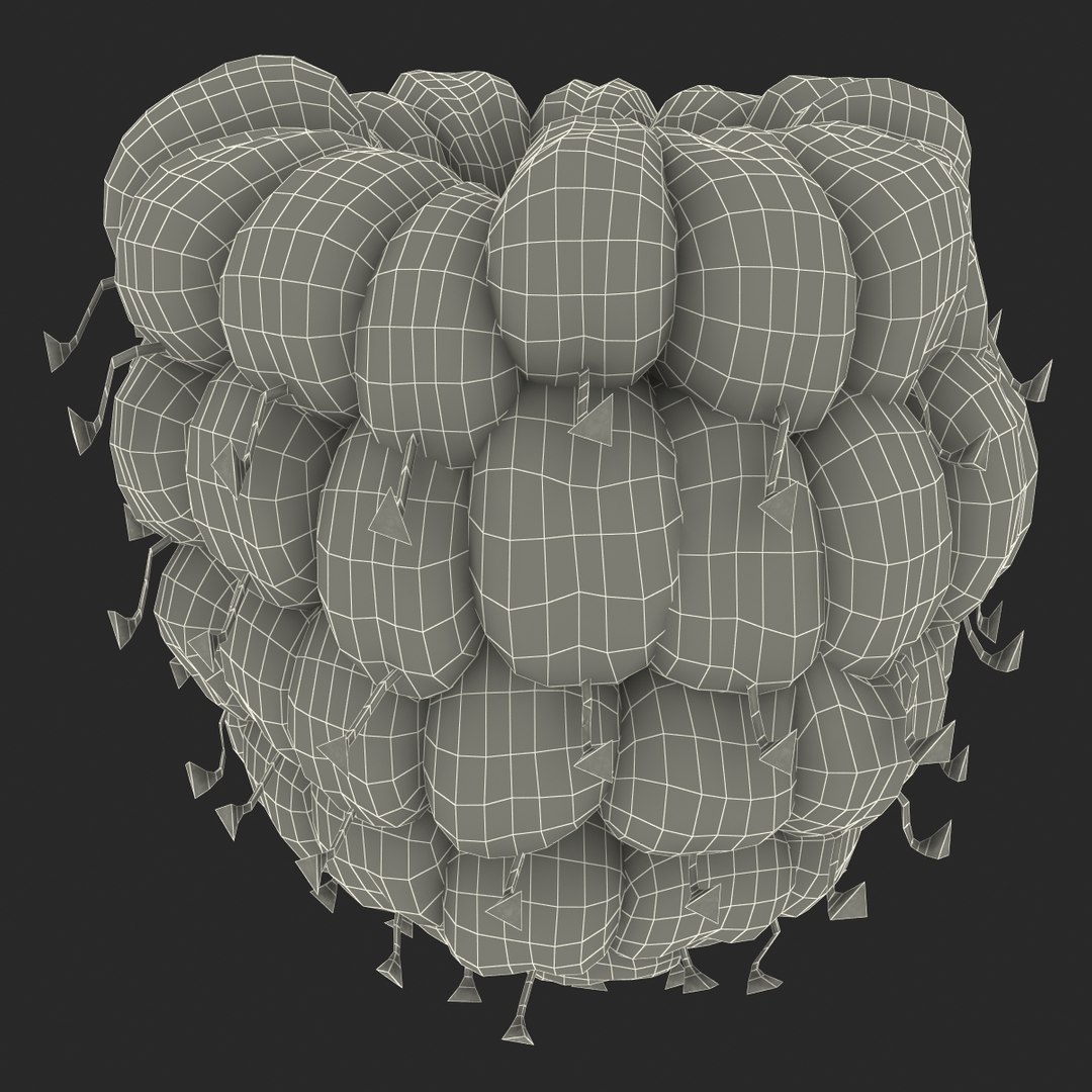 3dsmax raspberry 5 fur https://p.turbosquid.com/ts-thumb/w8/mV2Jut/kf9oKJZc/raspberry3dmodel5withfur24/jpg/1426690898/1920x1080/fit_q87/28de39ade6c970a37e2f48ae9618054084371ded/raspberry3dmodel5withfur24.jpg