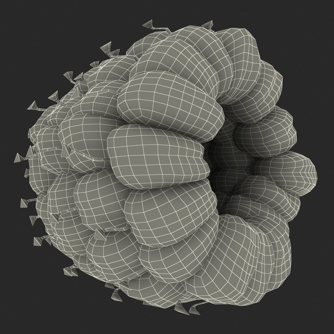 3dsmax raspberry 5 fur https://p.turbosquid.com/ts-thumb/w8/mV2Jut/pc9llJhV/raspberry3dmodel5withfur26/jpg/1426690898/1920x1080/fit_q87/114b175104514999239c8e002306f513452925f0/raspberry3dmodel5withfur26.jpg