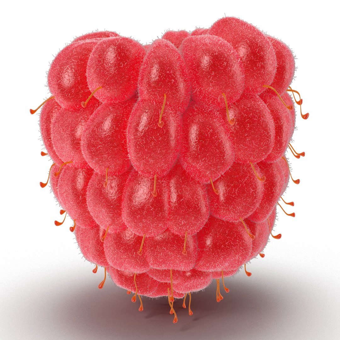 3dsmax raspberry 5 fur https://p.turbosquid.com/ts-thumb/w8/mV2Jut/vvgCPXQg/raspberry3dmodel5withfur02/jpg/1426690896/1920x1080/fit_q87/3638c79e9df181e383598ec7c9ee3d900d91298d/raspberry3dmodel5withfur02.jpg
