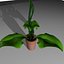 plante