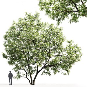 Robinia pseudoacacia 05