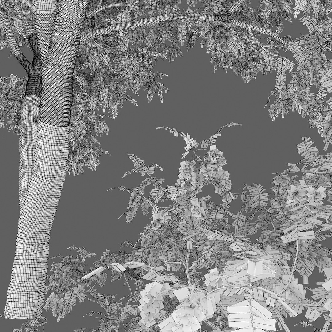3D acacia tree model https://p.turbosquid.com/ts-thumb/w8/sbMzZ9/Dl/4/jpg/1614425842/1920x1080/fit_q87/29730d735855c4a6d489bc0e63323606588ce19a/4.jpg