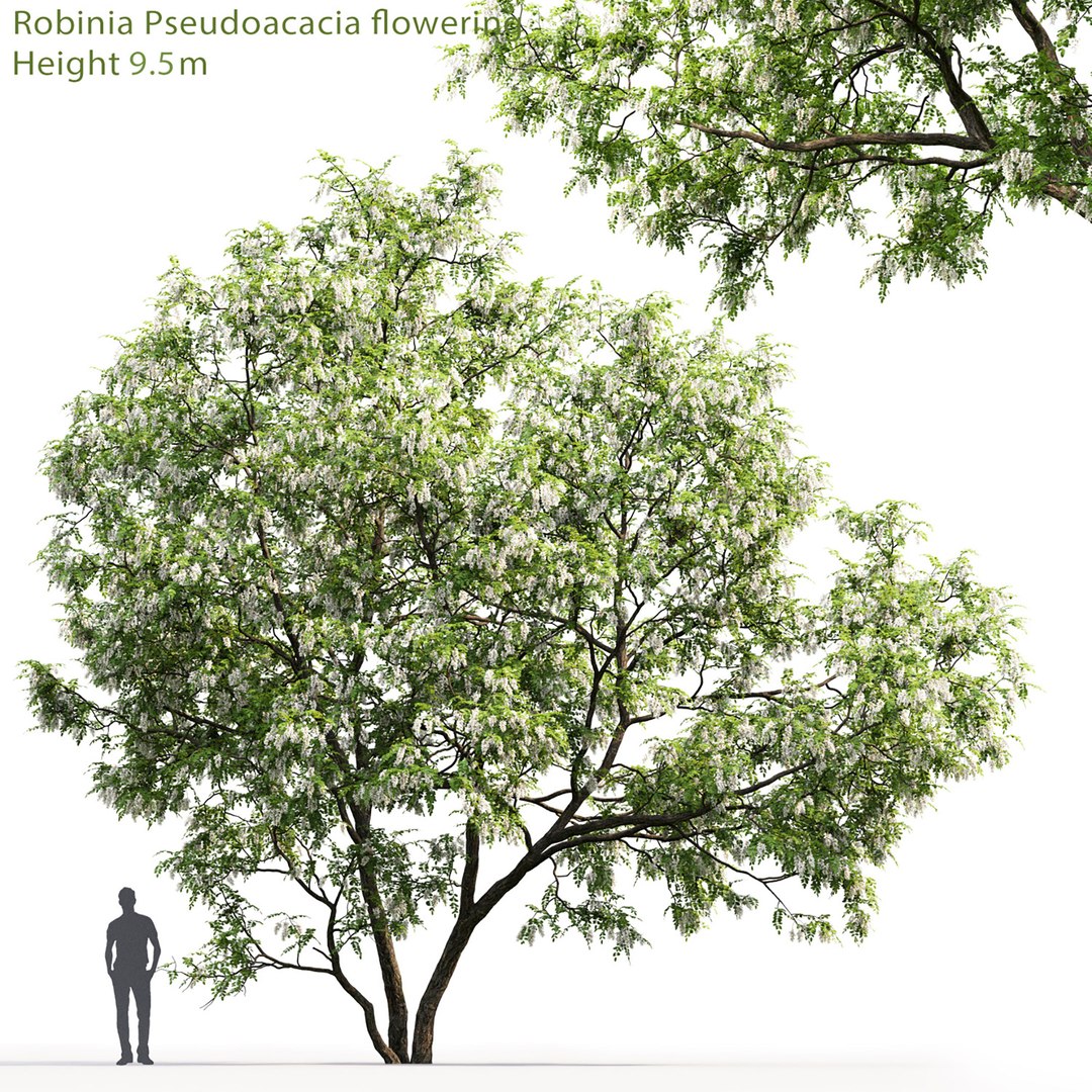 3D Acacia Tree Model - TurboSquid 1697605