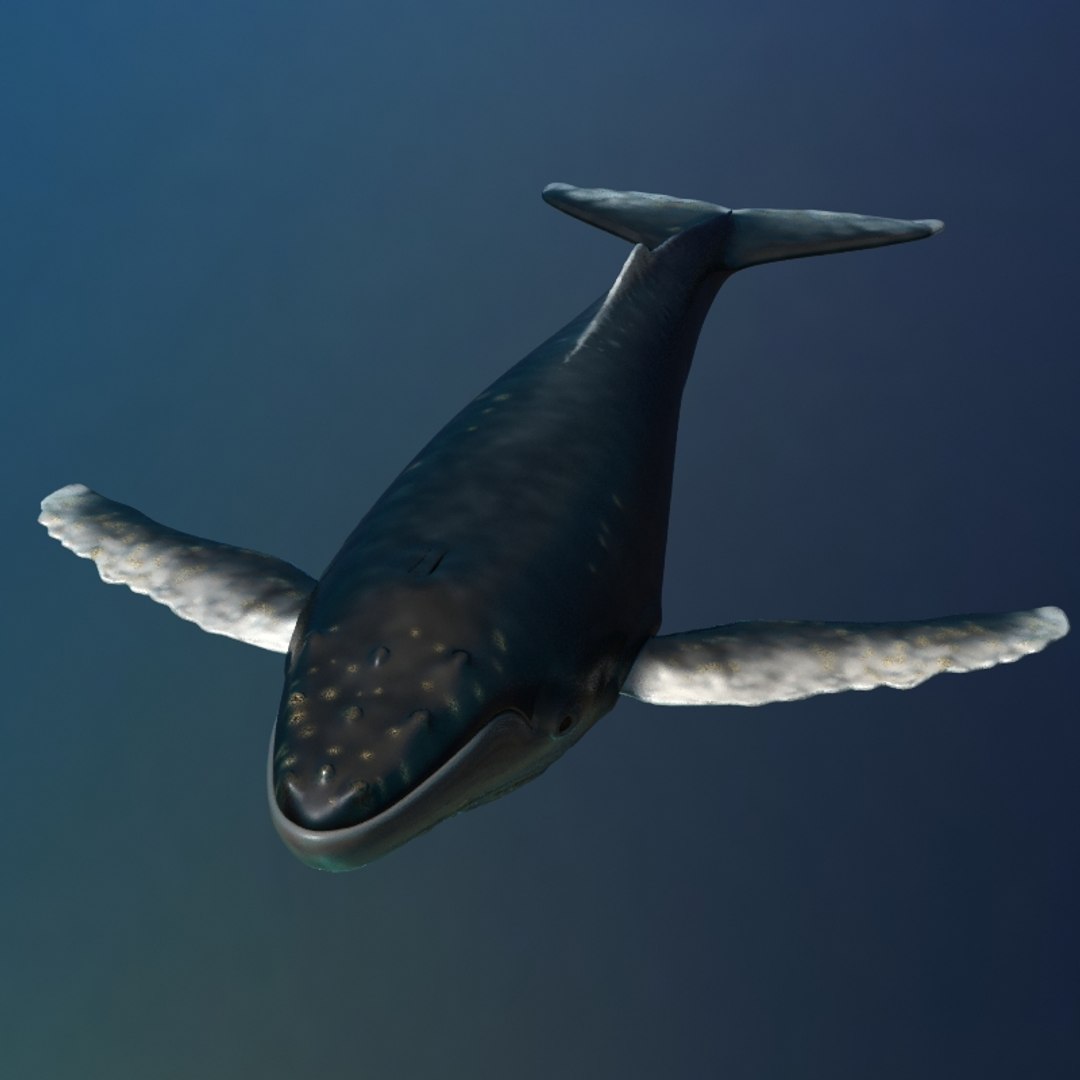 Humpback Whale Rigged 3D - TurboSquid 1290296