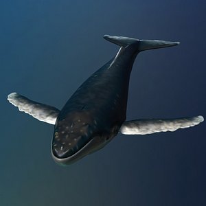humpback whale rigged 3D