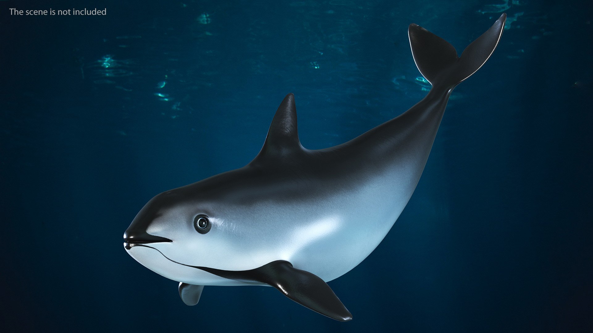 Smallest Cetacean Vaquita Rigged for Cinema 4D 3D https://p.turbosquid.com/ts-thumb/w9/H6roxm/8J/smallestcetaceanvaquitariggedforcinema4dvray3dmodel016/jpg/1709934342/1920x1080/fit_q87/f748434402c578e6cd17e7d5d5050f49f9e9b24b/smallestcetaceanvaquitariggedforcinema4dvray3dmodel016.jpg