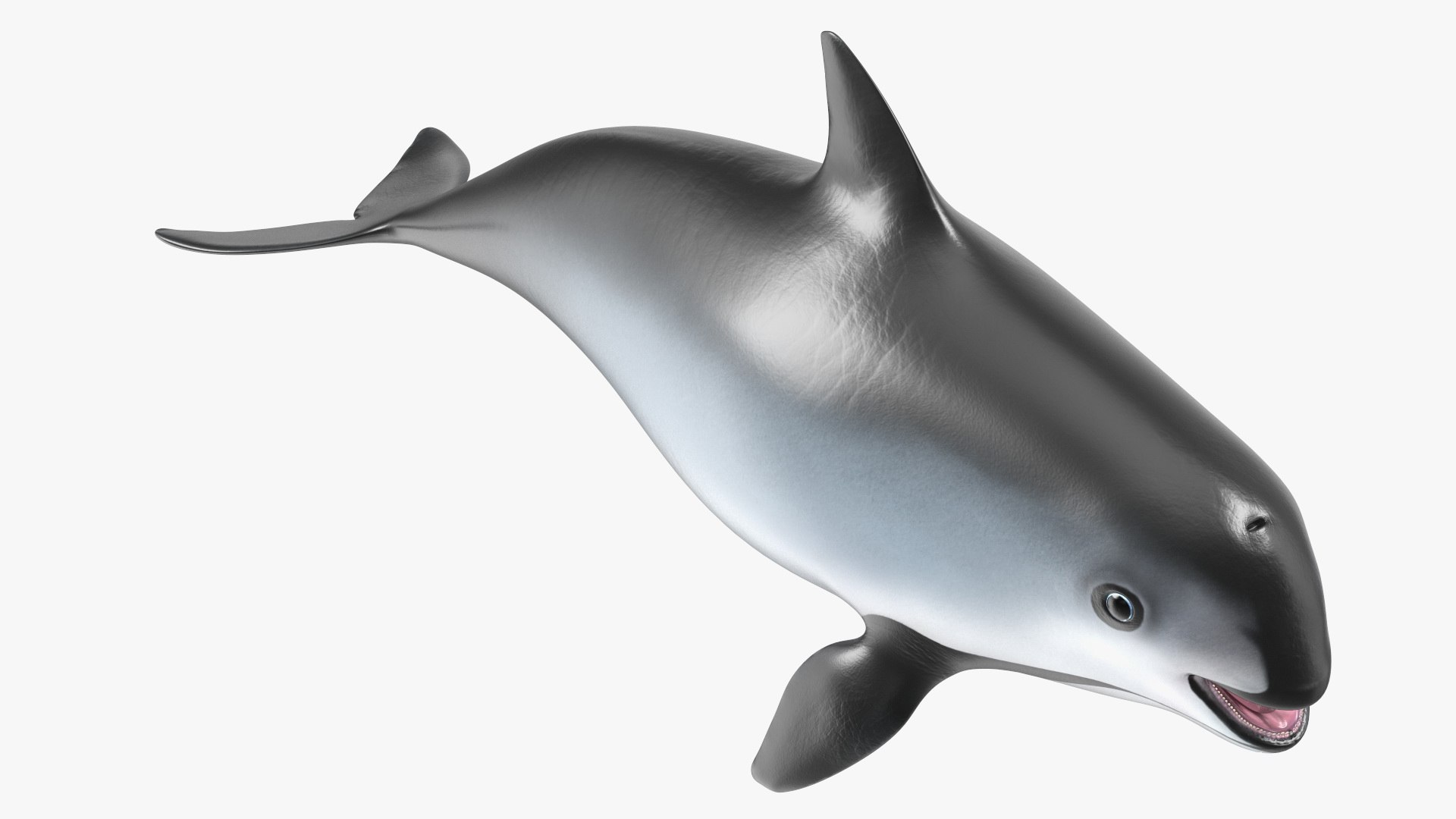 Smallest Cetacean Vaquita Rigged for Cinema 4D 3D https://p.turbosquid.com/ts-thumb/w9/H6roxm/GU/smallestcetaceanvaquitariggedforcinema4dvray3dmodel031/jpg/1709934411/1920x1080/fit_q87/4a15b10086311b591a68d682960614d8e8459860/smallestcetaceanvaquitariggedforcinema4dvray3dmodel031.jpg