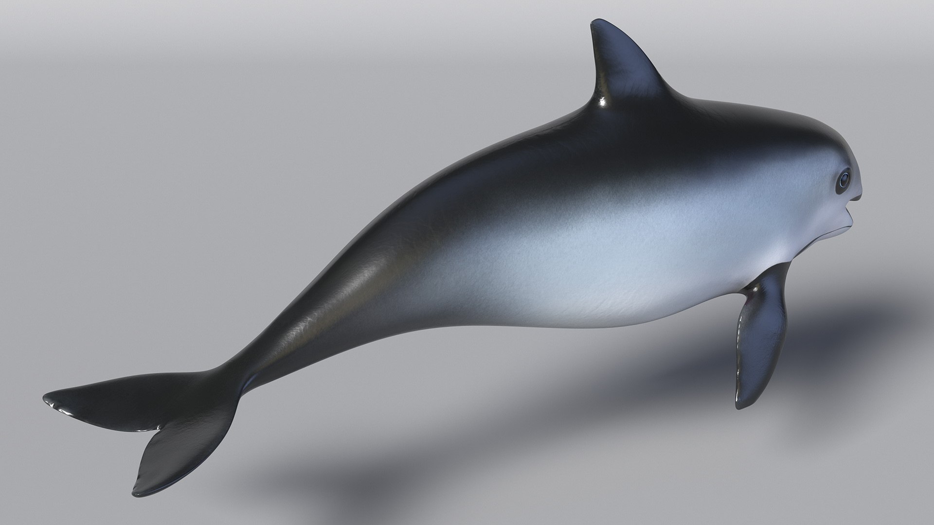 Smallest Cetacean Vaquita Rigged for Cinema 4D 3D https://p.turbosquid.com/ts-thumb/w9/H6roxm/Ia/smallestcetaceanvaquitariggedforcinema4dvray3dmodel023/jpg/1709934373/1920x1080/fit_q87/98f86b34ddaaa1bcad158aa94b096c225cc32776/smallestcetaceanvaquitariggedforcinema4dvray3dmodel023.jpg