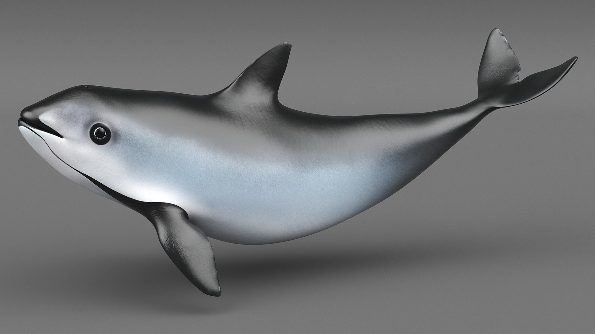 Smallest Cetacean Vaquita Rigged for Cinema 4D 3D https://p.turbosquid.com/ts-thumb/w9/H6roxm/QM/smallestcetaceanvaquitariggedforcinema4dvray3dmodel022/jpg/1709934370/1920x1080/fit_q87/c28da1adf8895e3b614bb236e0841daad59104a9/smallestcetaceanvaquitariggedforcinema4dvray3dmodel022.jpg