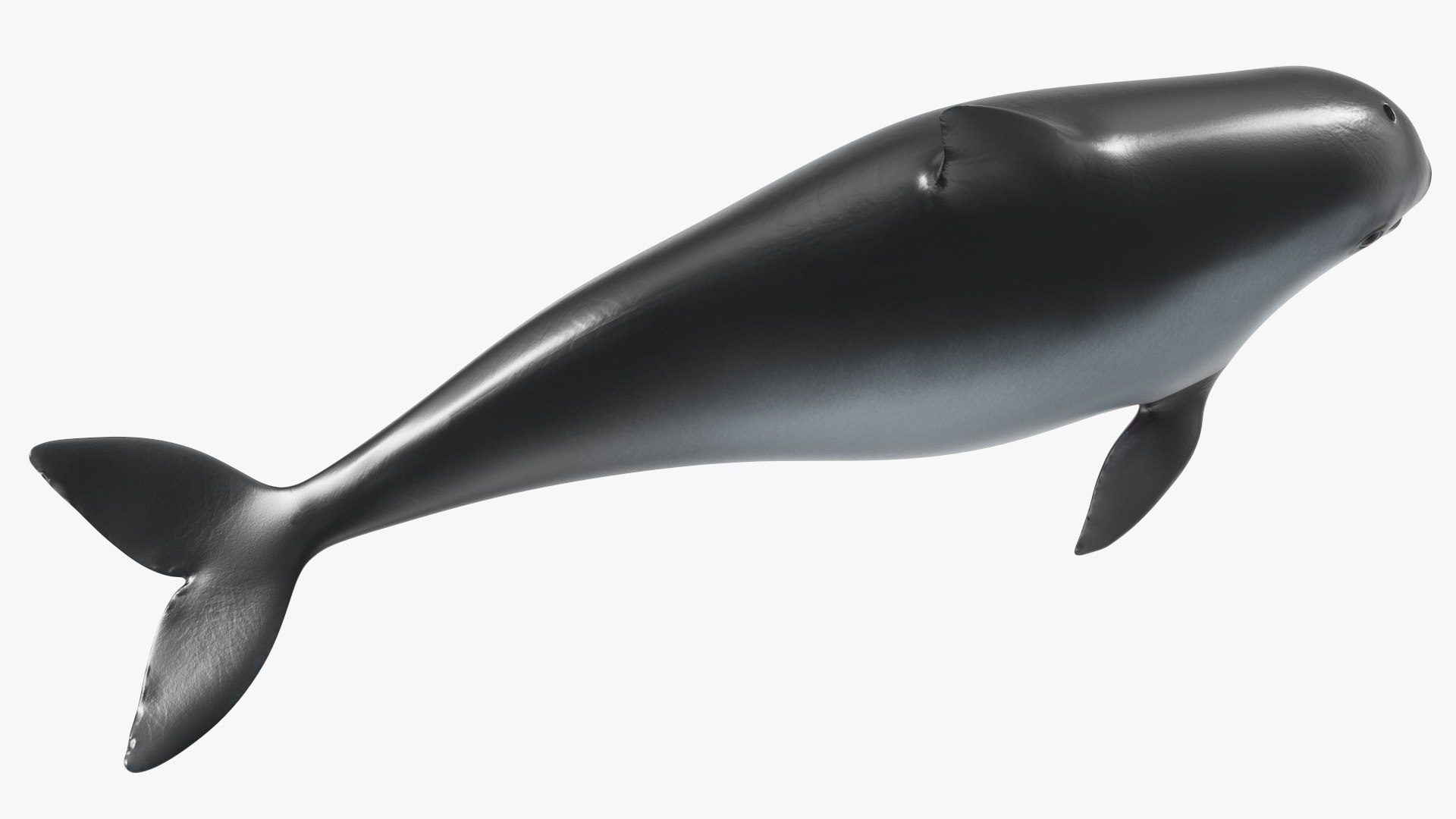 Smallest Cetacean Vaquita Rigged for Cinema 4D 3D https://p.turbosquid.com/ts-thumb/w9/H6roxm/RV/smallestcetaceanvaquitariggedforcinema4dvray3dmodel035/jpg/1709934431/1920x1080/fit_q87/2068aa82f91f60a2e236f6f9d260e1e4bdf9abe4/smallestcetaceanvaquitariggedforcinema4dvray3dmodel035.jpg