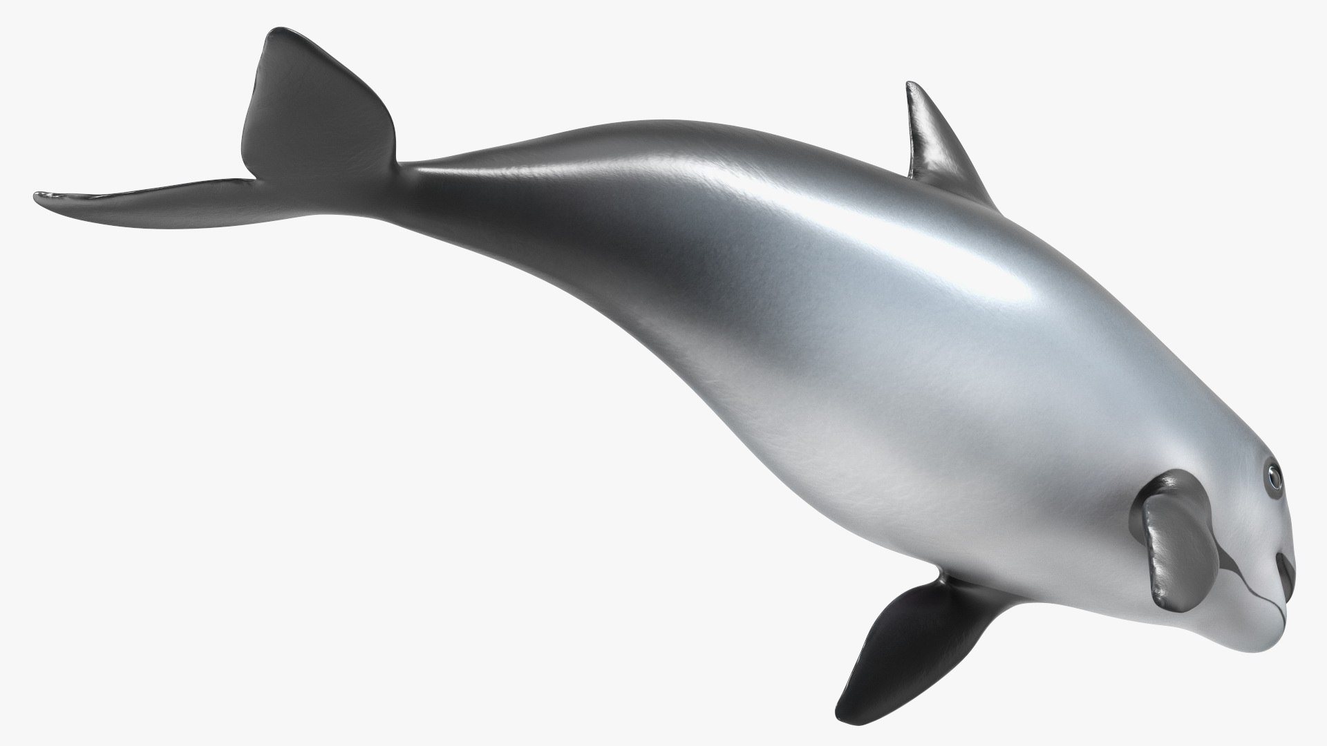 Smallest Cetacean Vaquita Rigged for Cinema 4D 3D https://p.turbosquid.com/ts-thumb/w9/H6roxm/W8/smallestcetaceanvaquitariggedforcinema4dvray3dmodel033/jpg/1709934422/1920x1080/fit_q87/9e2f622da999a9fa432b8f3802eb5fa0d36ee50d/smallestcetaceanvaquitariggedforcinema4dvray3dmodel033.jpg