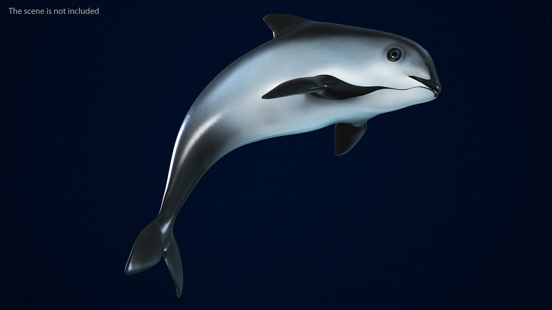Smallest Cetacean Vaquita Rigged for Cinema 4D 3D https://p.turbosquid.com/ts-thumb/w9/H6roxm/WY/smallestcetaceanvaquitariggedforcinema4dvray3dmodel012/jpg/1709934324/1920x1080/fit_q87/cfd45dff865b8f9e25683bced021bfb2584bdcc3/smallestcetaceanvaquitariggedforcinema4dvray3dmodel012.jpg